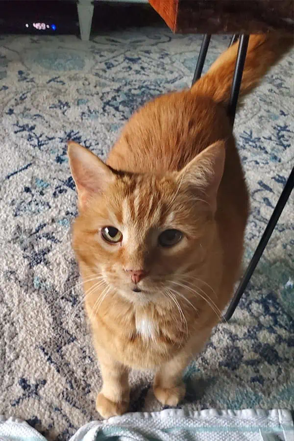 Services Pawsitive Pet Care Services, LLC St. Augustine, FL